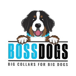 Invictus Studio Sample Logo